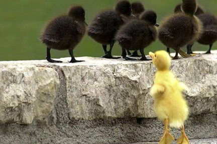 Little Duckling Left Out