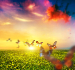 Colorful butterflies flying over spring meadow with flowers. Butterfly group fly towards sun at sunset.